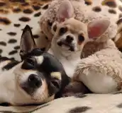 Saint Simon Origins Kennel