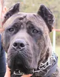Jurida Liget Kennel