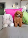 Meadow - Sweet Bostons ( Msb) Kennel