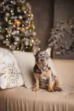 Rainbow Valley Bulldog Kennel