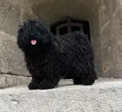 Tincses-kincsem Puli Kennel