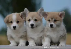 Farm Of Happy Dogs