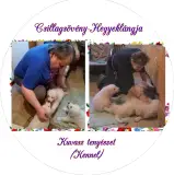 Csillagsövény-Hegyeklángja