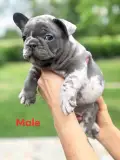 Töttös Dombi Kennel 
