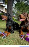 Di Bomanite Kennel
