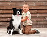 Banduren Border Collie Kennel