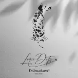 Luxedots Dalmatians Dalmata Kennel