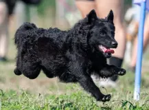 Burning Black Mudi Kennel
