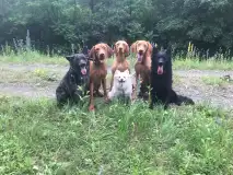 Canis Major Oberkleen