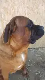 Tamatsu Amerci Daride Kennel