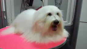 Littlebichonland Coton