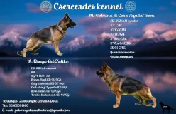 Csereerdei Kennel