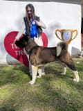 Tad Bears American Akita Kennel