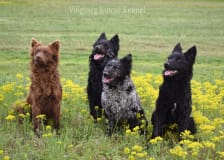 Völgység Kincse Kennel