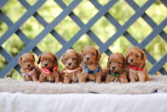 Teddy Bear Kennel