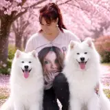 Gentle Snowlovers Samoyed Kennel