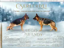 Csereerdei Kennel