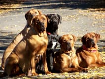 Diamant Severu Tosa Inu Kennel