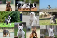 Troll Dogs Kennel