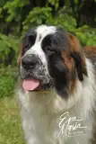 Egresvölgyi Kennel