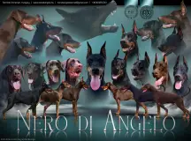 Nero Di Angelo