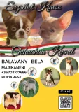 Erzsébet Kincse Kennel 