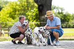 Duncansby Spotted Dalmata Kennel