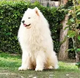 Samoyeds Kennel For Love 