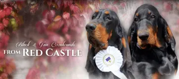 Black And Tan Coonhound From Red Castle