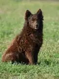 Harsányi Lármás Mudi Kennel 