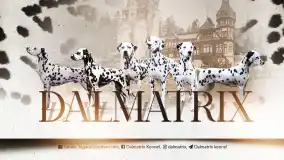 Dalmatrix