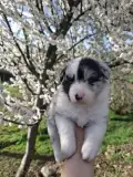 Starry-eyed Shepherd 