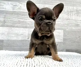 Luna - Francia bulldog eladó kiskutya