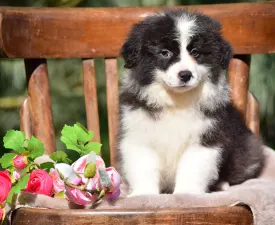 Cheviot Pearl - Border Collie Puppy for sale