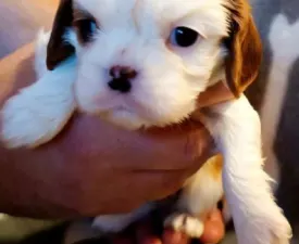 Aida - Cavalier King Charles Spaniel Puppy for sale