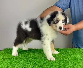 Shaky - Australian Shepherd Puppy for sale