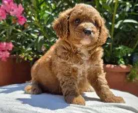 Artheon - Cavapoo eladó kiskutya