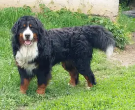 Eddie - Bernese Mountain Dog Puppy for sale