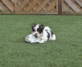 Lolita - Biewer Terrier Puppy for sale