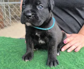 Eros - Cane Corso Štěně na prodej