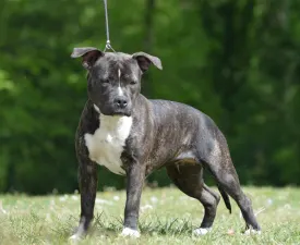 Unique Blood Cassiopeia - Amstaff Cățeluș de vânzare