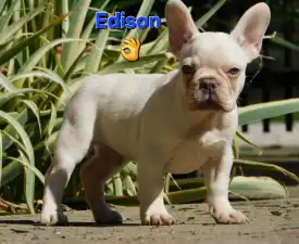 Edison - Francia bulldog eladó kiskutya