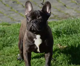 Brillant Sang Royal Waren - French Bulldog Puppy for sale