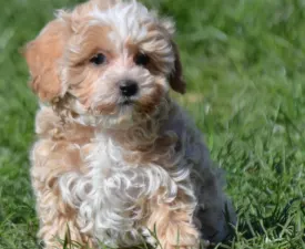 Sasha - Maltipoo Puppy for sale