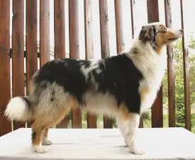 Dirty Pawprints Electric Boogaloo - Australian Shepherd Puppy for sale