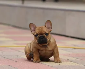 Ultron - French Bulldog Puppy for sale