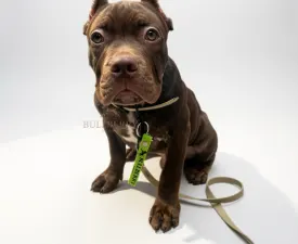 Wineberry - l'American Bully - Classic Chiot à vendre