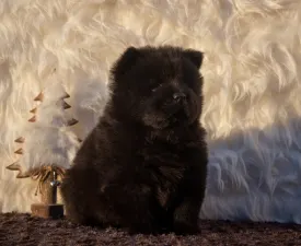 Balcsi Popey - Chow Chow Puppy for sale