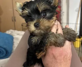Helga - Yorkshire Terrier Puppy for sale