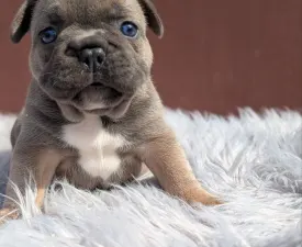 Jamie - French Bulldog Puppy for sale